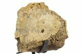 Fossil Hadrosaur Vertebra Section w/ Metal Stand - South Dakota #339911-1